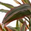 Dekor növény Dracaena Barna Zöld PVC 140 cm MOST 56081 HELYETT 41248 Ft-ért!